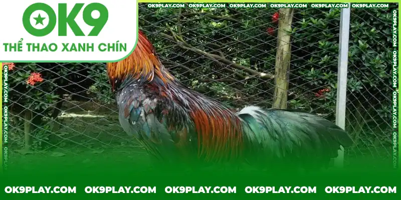Tìm hiểu giống kê để có cách chăm gà đá hiệu quả Tìm hiểu giống kê để có cách chăm gà đá hiệu quả